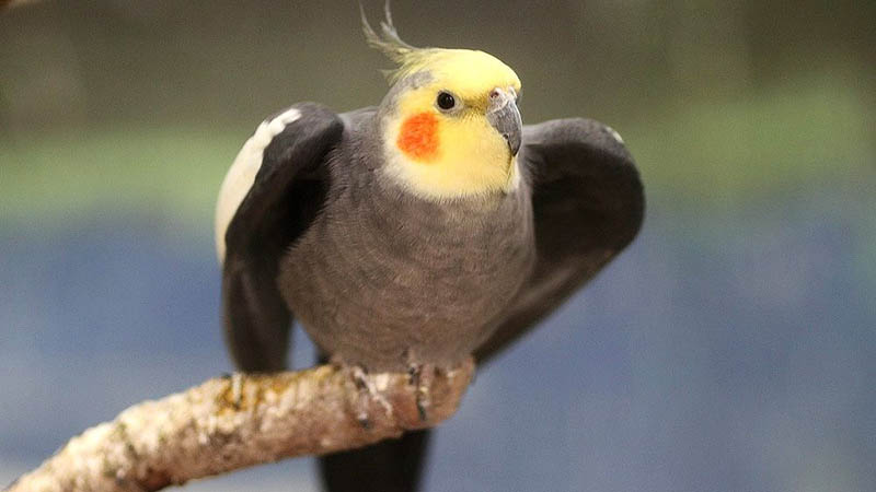 鸡尾鹦鹉饲养方法