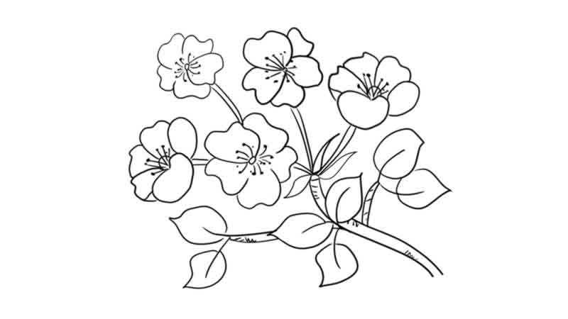 梨花怎么画
