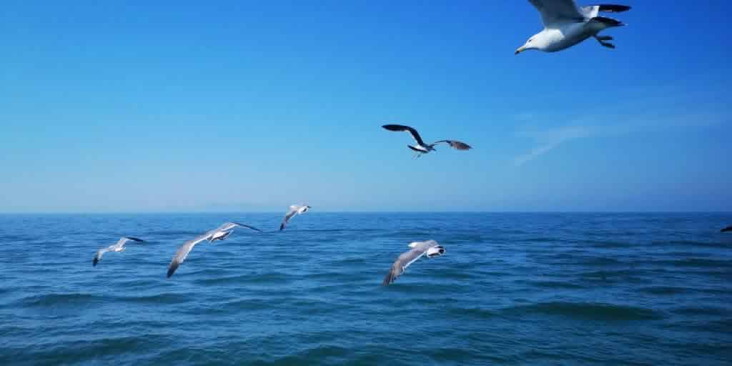 捕鱼,海鸥,鸟类