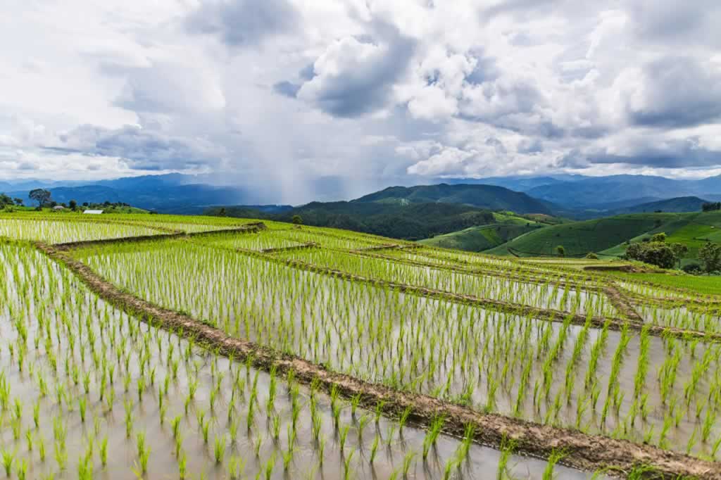 谷雨三候,谷雨,节气