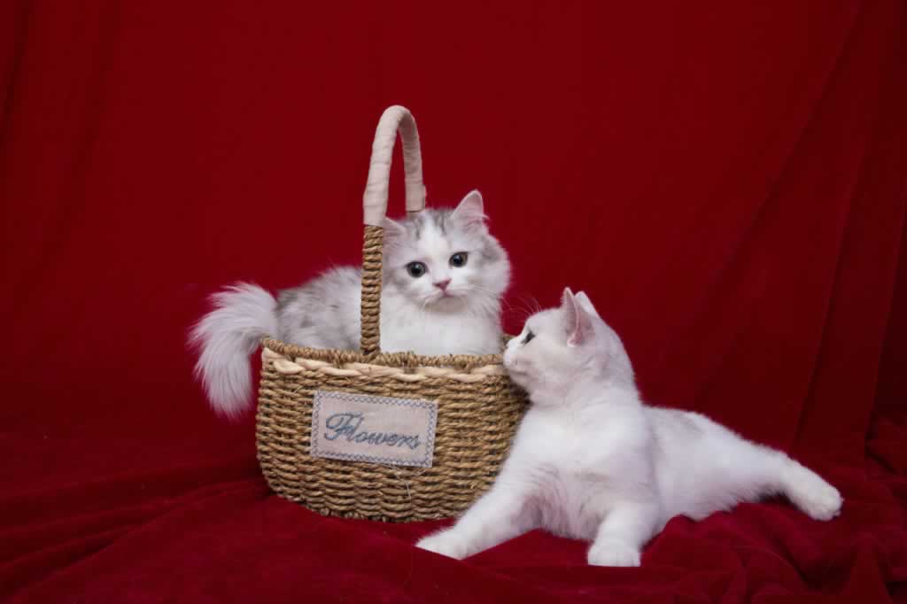 养猫,猫猫养护,养猫常识