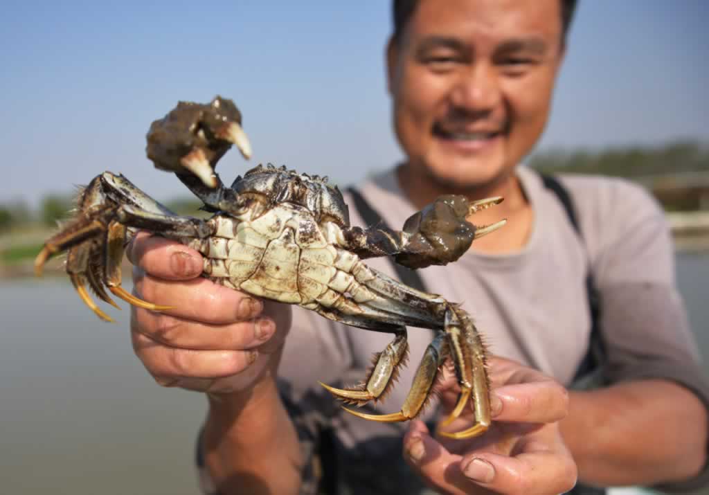 钓螃蟹,螃蟹,垂钓技巧