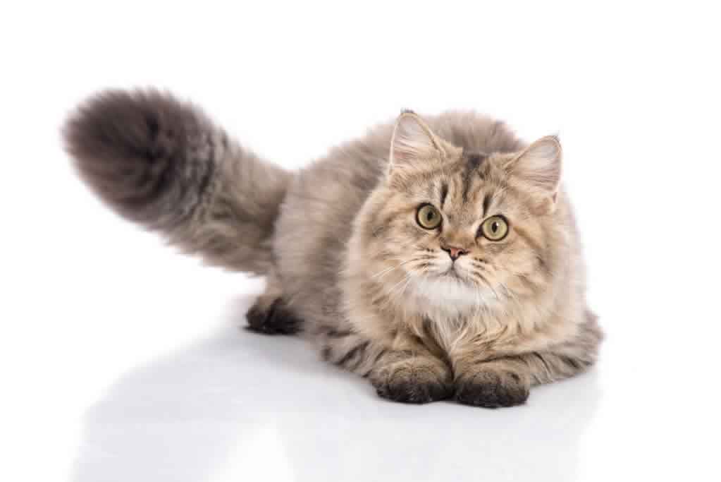 宠物猫养护,宠物猫,宠物知识