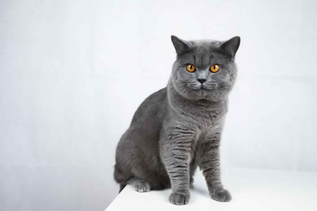 土猫和英短串,土猫和英短杂交,杂交猫