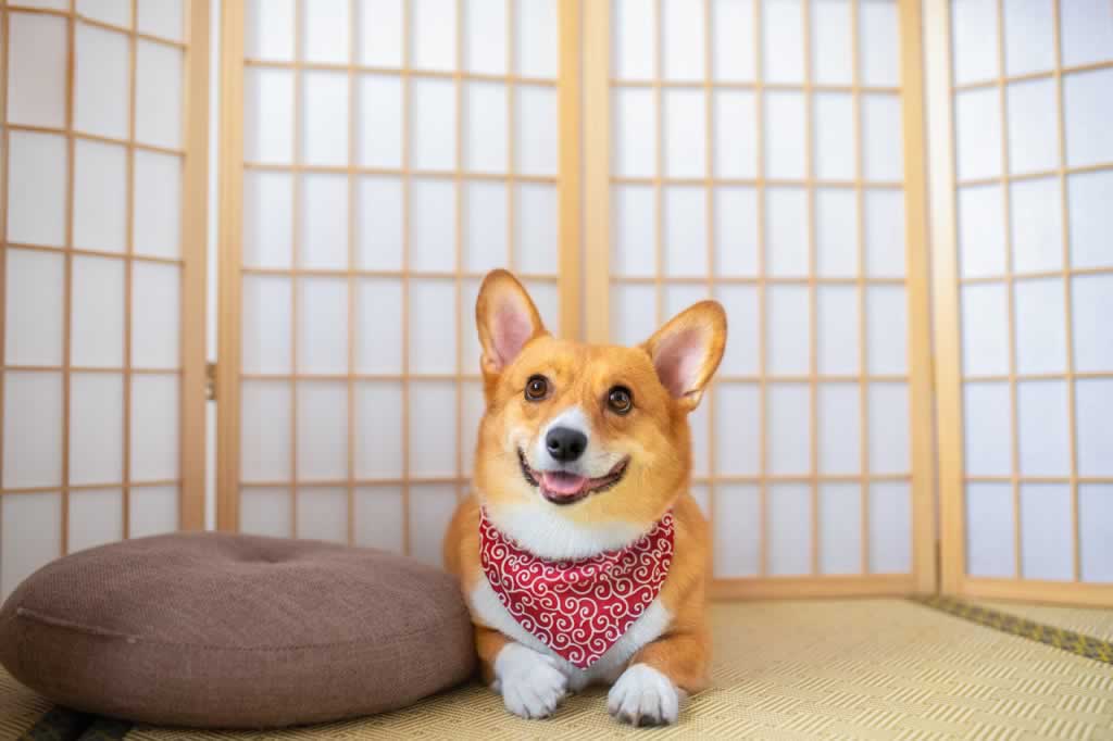 柯基,狗,宠物