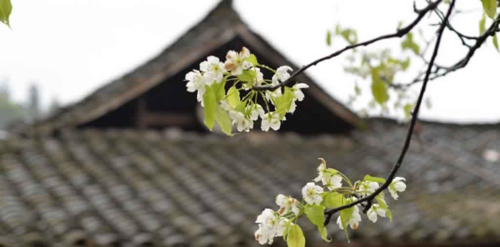 清明节,古诗词,诗句