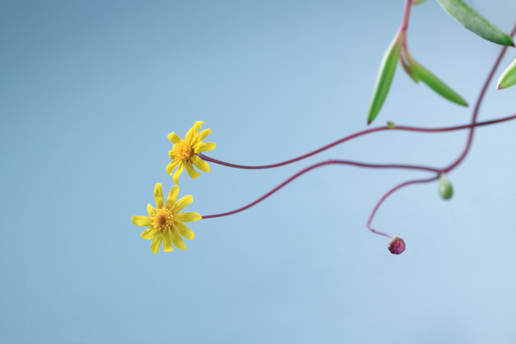 春分,二十四节气,节气