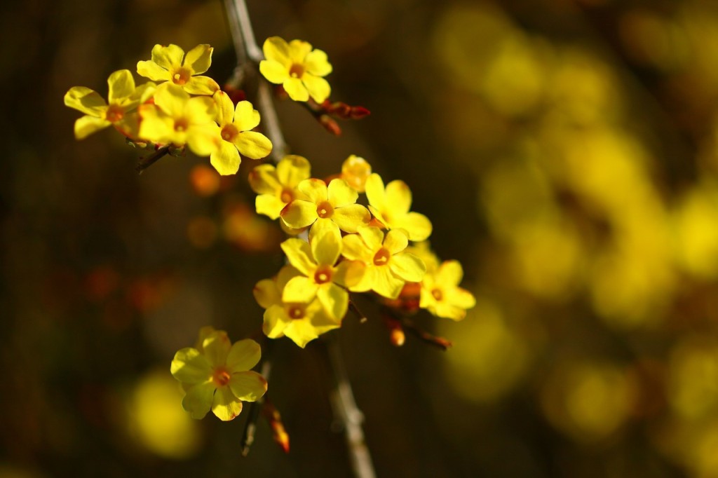 春分节气,二十四节气,节气