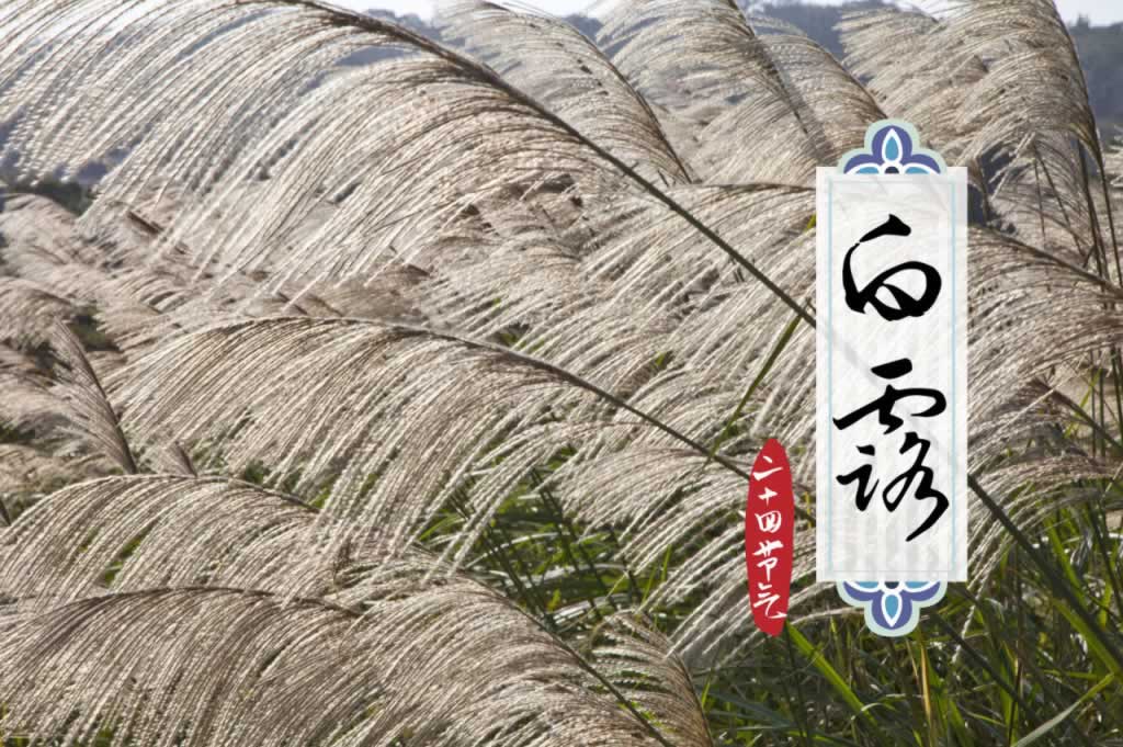 白露,24节气
