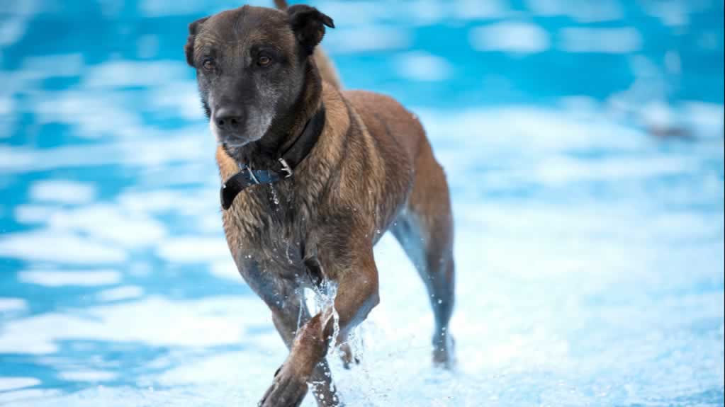 马犬,犬类,动物