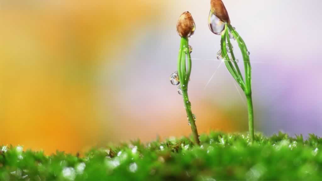 立春,节气