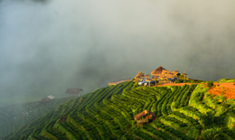 高山云雾茶属于什么茶