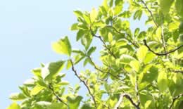 夏满芒夏暑相连的意思