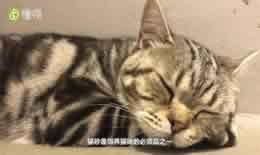 猫砂铺多厚最适宜（图文）