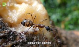 蚂蚁的身体构造是什么样的（图文）
