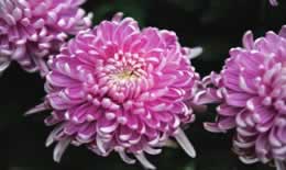 踏秋赏菊去登高是什么习俗