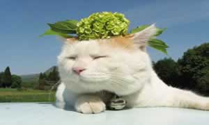 猫怀孕多久能摸到胎动