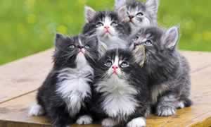 猫一般生几个