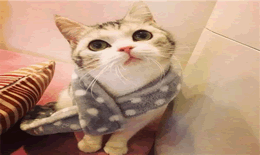 猫突然流透明口水怎么回事