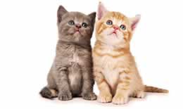 猫牙龈炎可以自愈吗