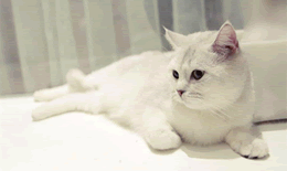 猫尿过的棉被怎么处理