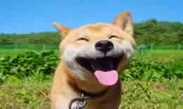 狗能吃头孢吗