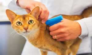 猫打狂犬疫苗不良反应有哪些