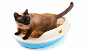 猫砂能不能用沙子代替