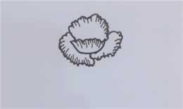禁毒罂粟花简笔画