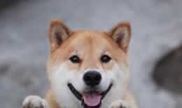 柴犬的缺点是什么