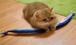 猫为什么会给人按摩