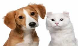猫狗是不是兽类