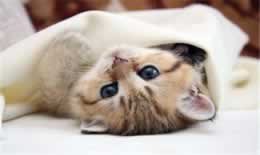 猫咪可以吃蓝莓吗