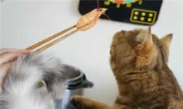 猫吃虾的好处