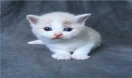 小猫发烧40度一般吃什么药