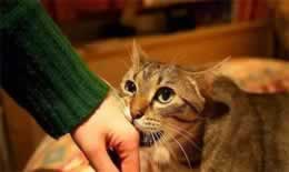 猫咪轻咬主人的原因是什么