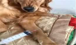 金毛犬最怕什么