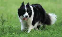 边牧属于禁养犬吗