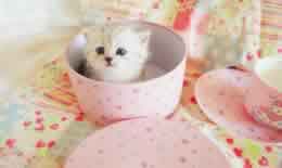 被猫抓伤多久过危险期
