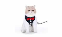 怎么拴猫绳子