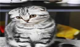 猫肚子上有小肉粒