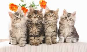 猫传腹一般会传染给人类吗