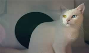 猫闻了蚊香如何解毒