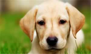 拉布拉多属于禁养犬吗