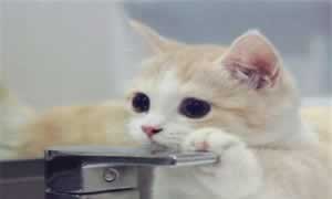 如何让小奶猫半夜不叫