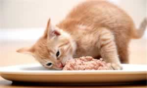 如何让猫咪熄灯就睡觉