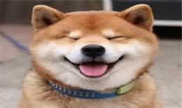 狗狗肠梗阻如何自愈