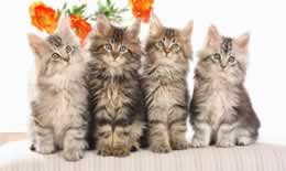 猫洗澡可以用什么洗