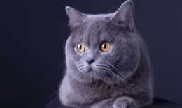 蓝猫为什么生出丁香色的猫