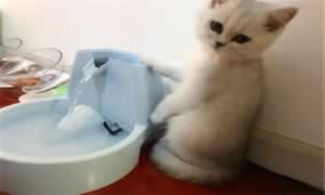 猫急性肠胃炎能不能自愈